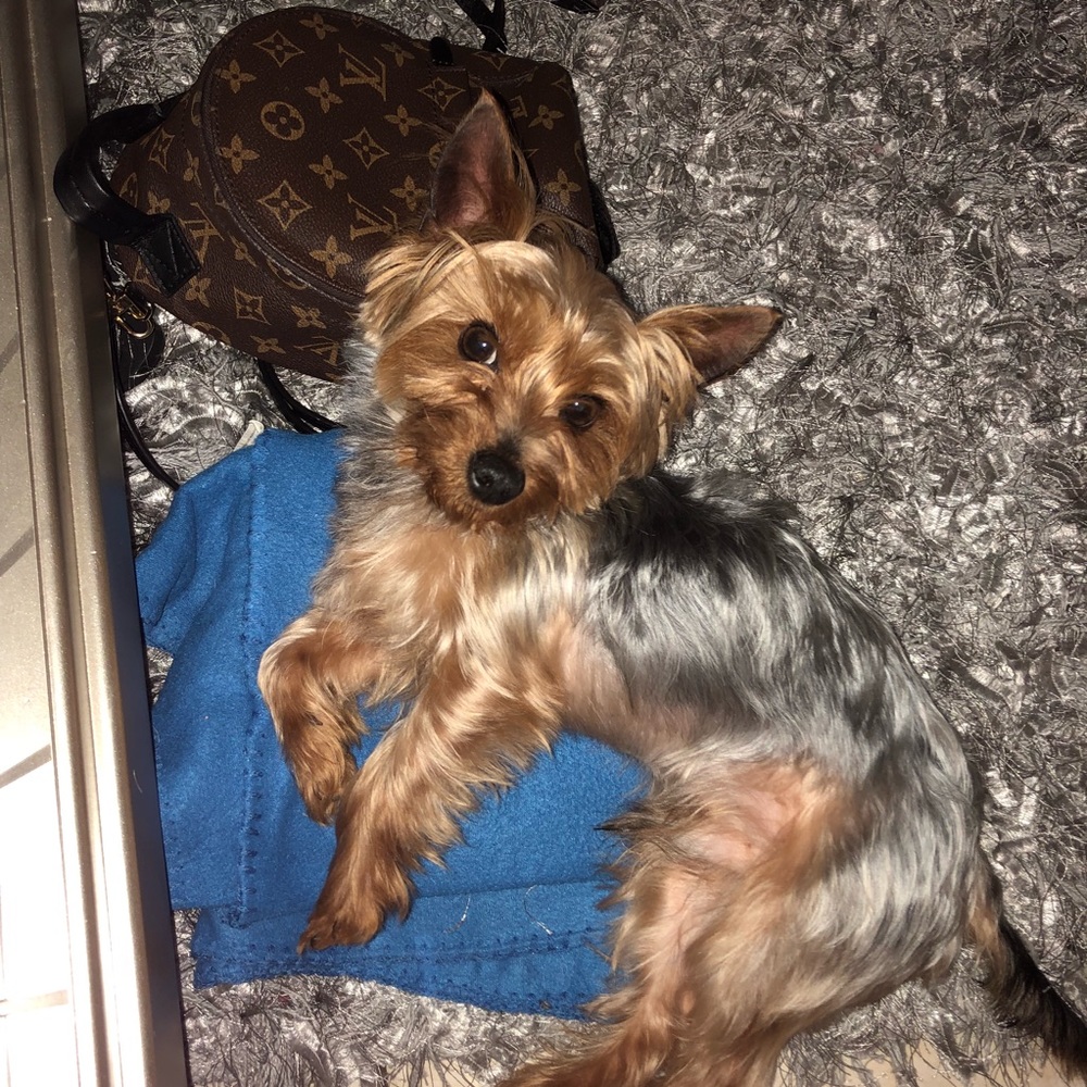 Meet your Posher, Dog